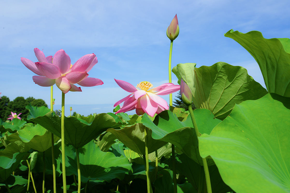‘冬瓜’莲 2.jpg