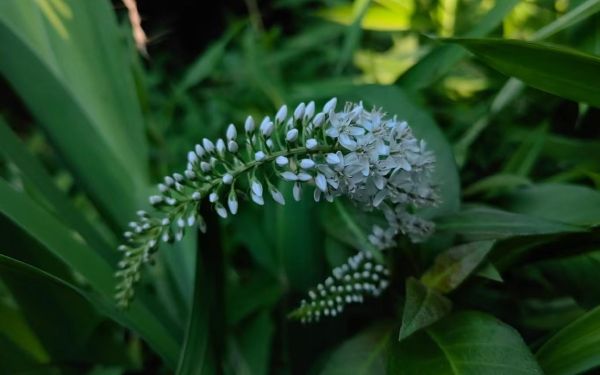 矮桃-陶亚君.jpg 矮桃-陶亚君.jpg