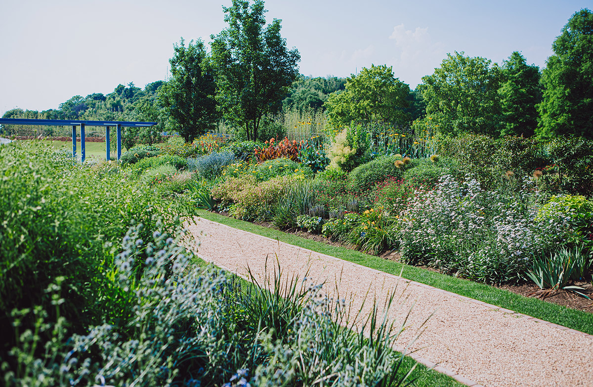 辰山植物园夏日花园绚丽入梦