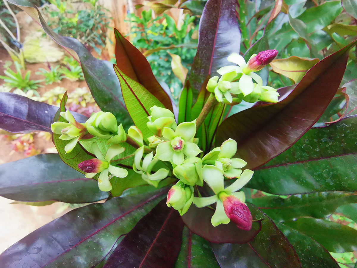 红叶海芒果首次在辰山植物园开花