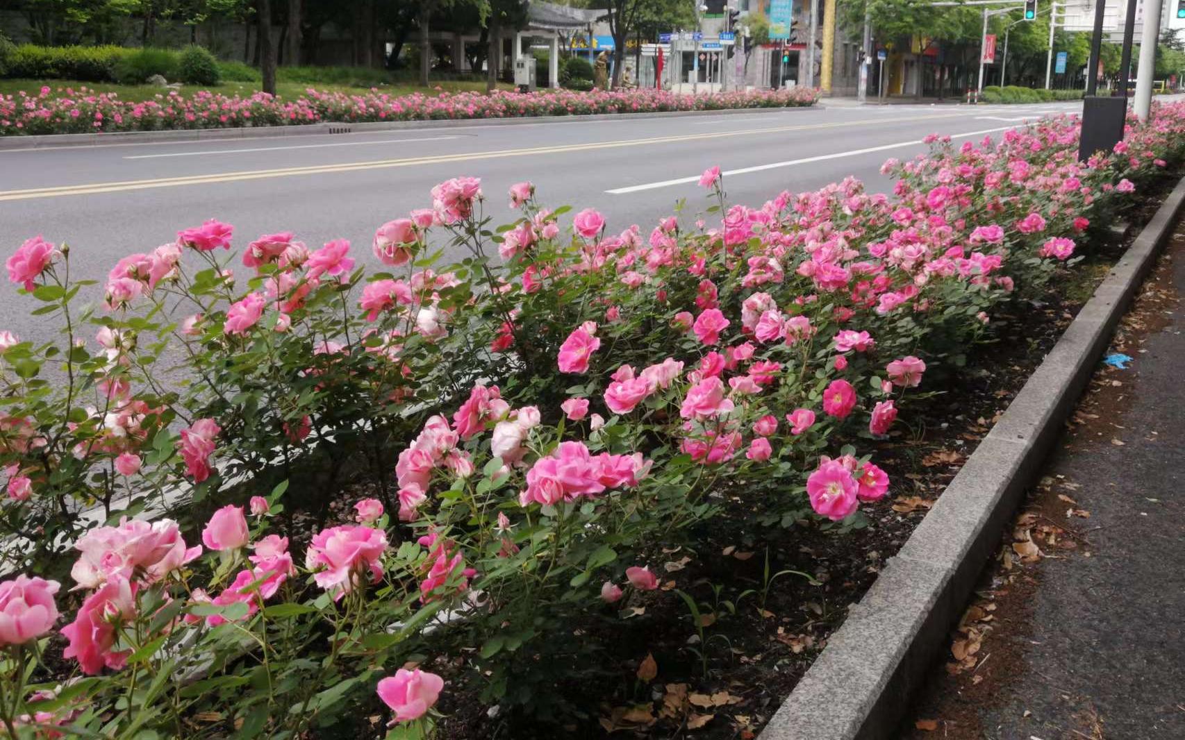 抗疫不誤賞花月季花香溢申城