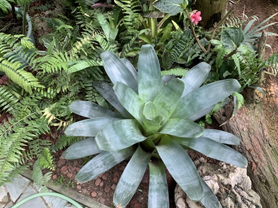 1帝王凤梨Alcantarea_imperialis (6).jpg