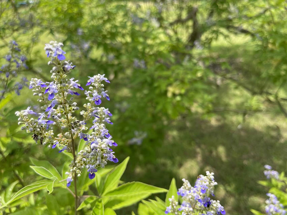 辰山植物园黄荆开花招蜂引蝶来