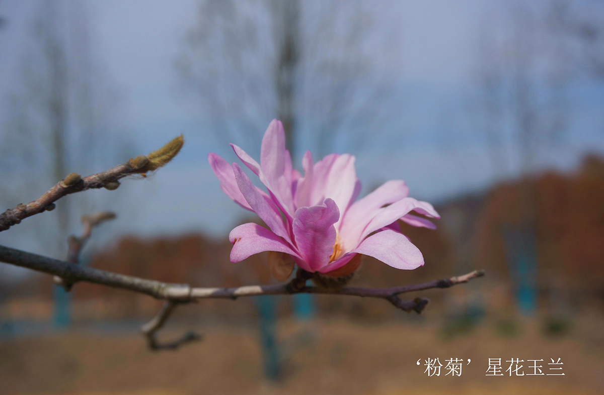 ’粉菊‘星花玉兰1.jpg