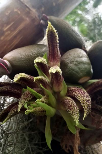 1领带兰 (2).jpg 1领带兰 (2).jpg