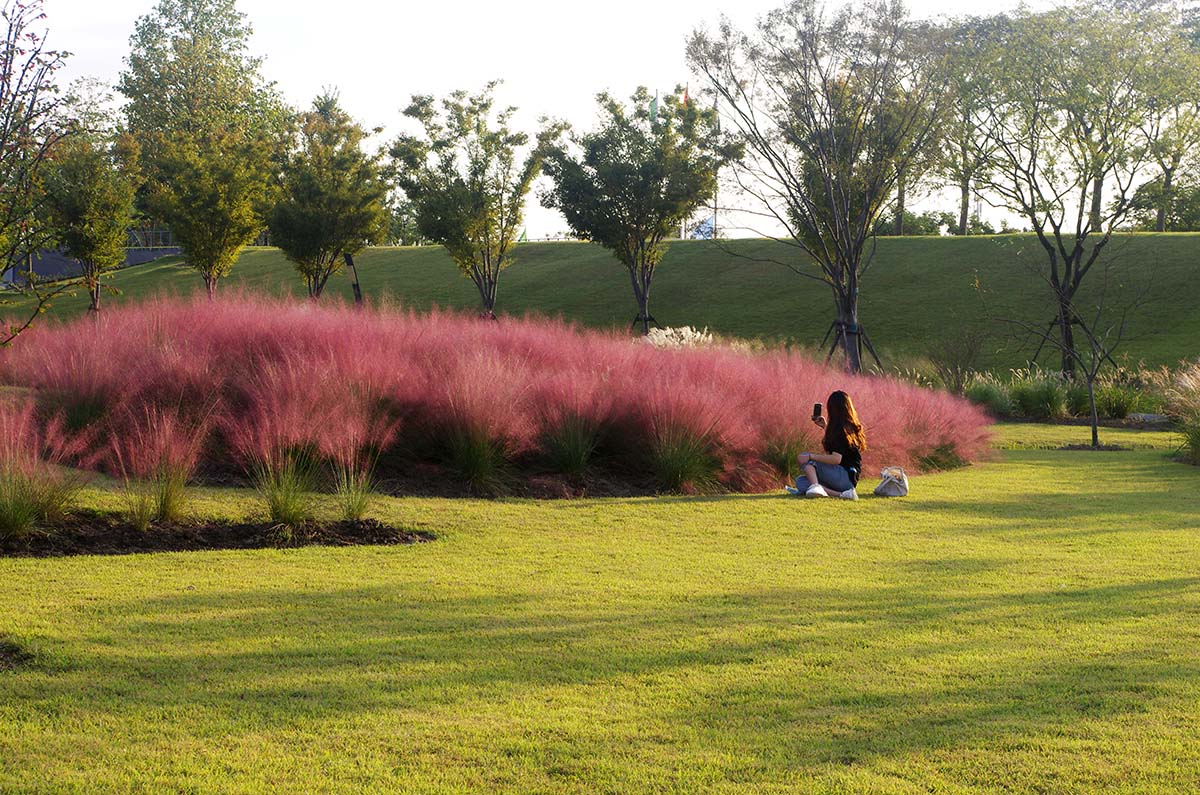 辰山植物园粉黛乱子草进入最佳观赏期 梦幻粉红花海尽显"草界第一网红