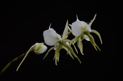 3象牙彗星兰 Angraecum eburneum--兰科彗星兰属 (10).jpg