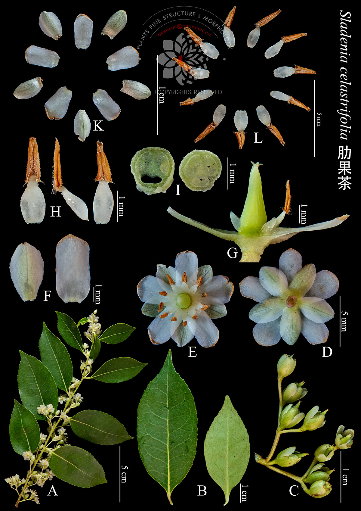 白 sladenia celastrifolia 肋果茶 水印 合.jpg