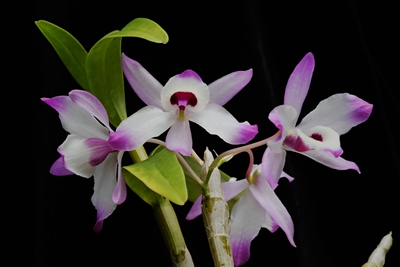DSCF5014.jpg