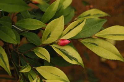 金叶粉玉 的黄色叶片.jpg 金叶粉玉 的黄色叶片.jpg