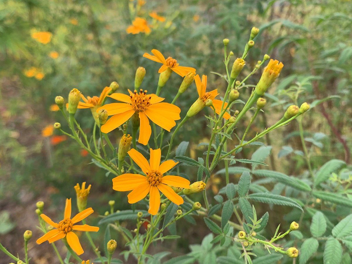 所在位置:  首页 > 新闻动态 > 专题报道 > 上海花讯芳香万寿菊为菊科