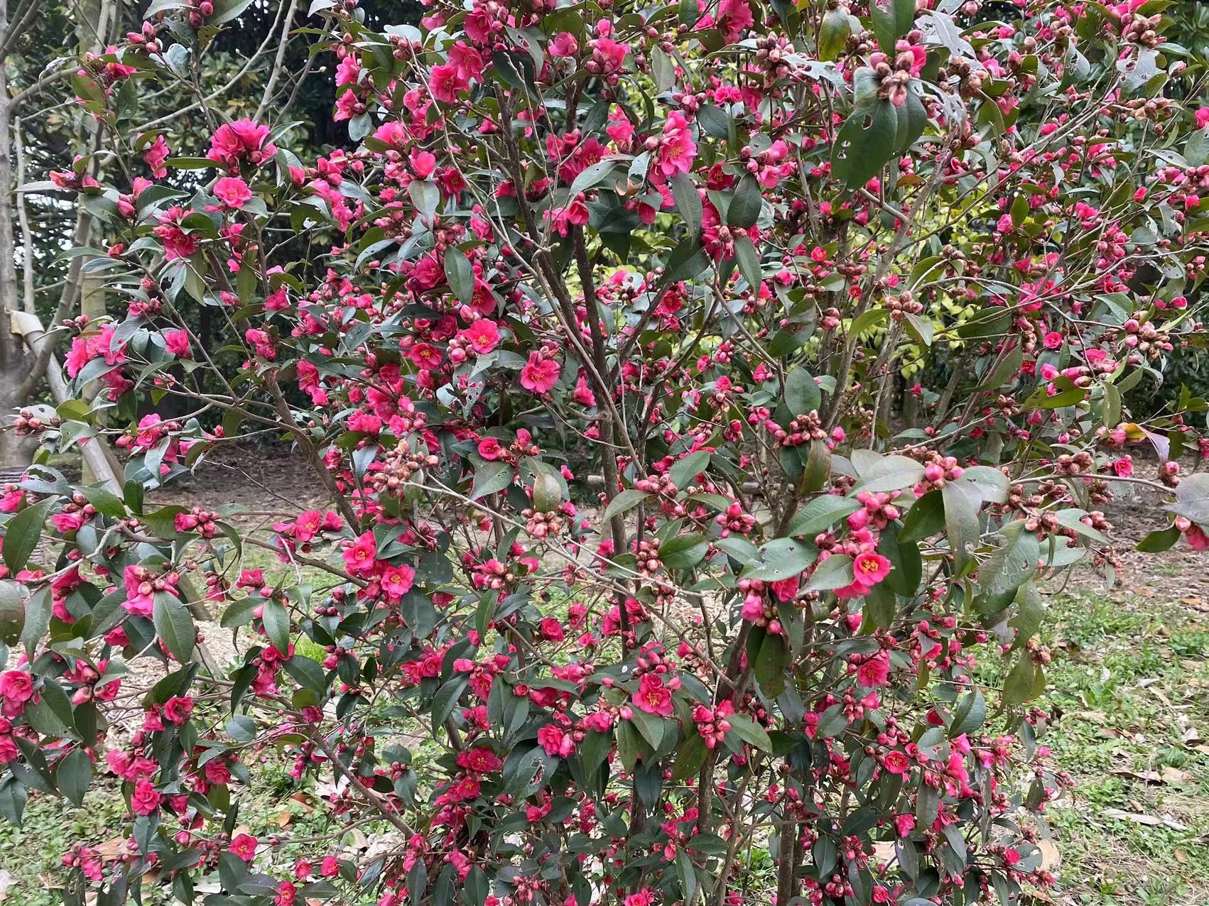 束花茶花繁花已至,快来共青打卡吧_要闻动态_上海市绿化和市容管理局