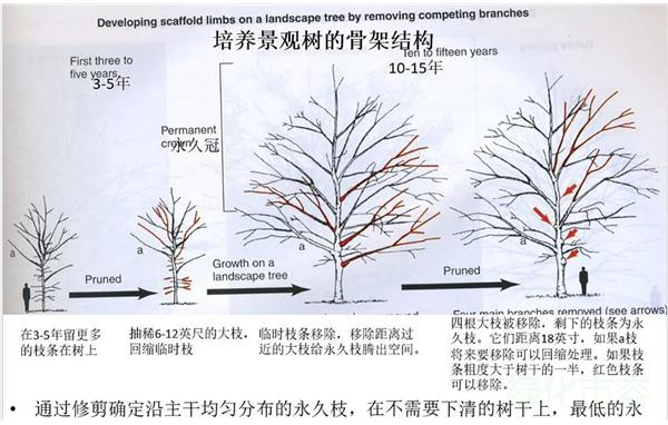 红枫树怎么修剪图解图片