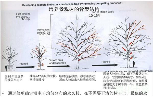 乔木的修剪方法图解图片