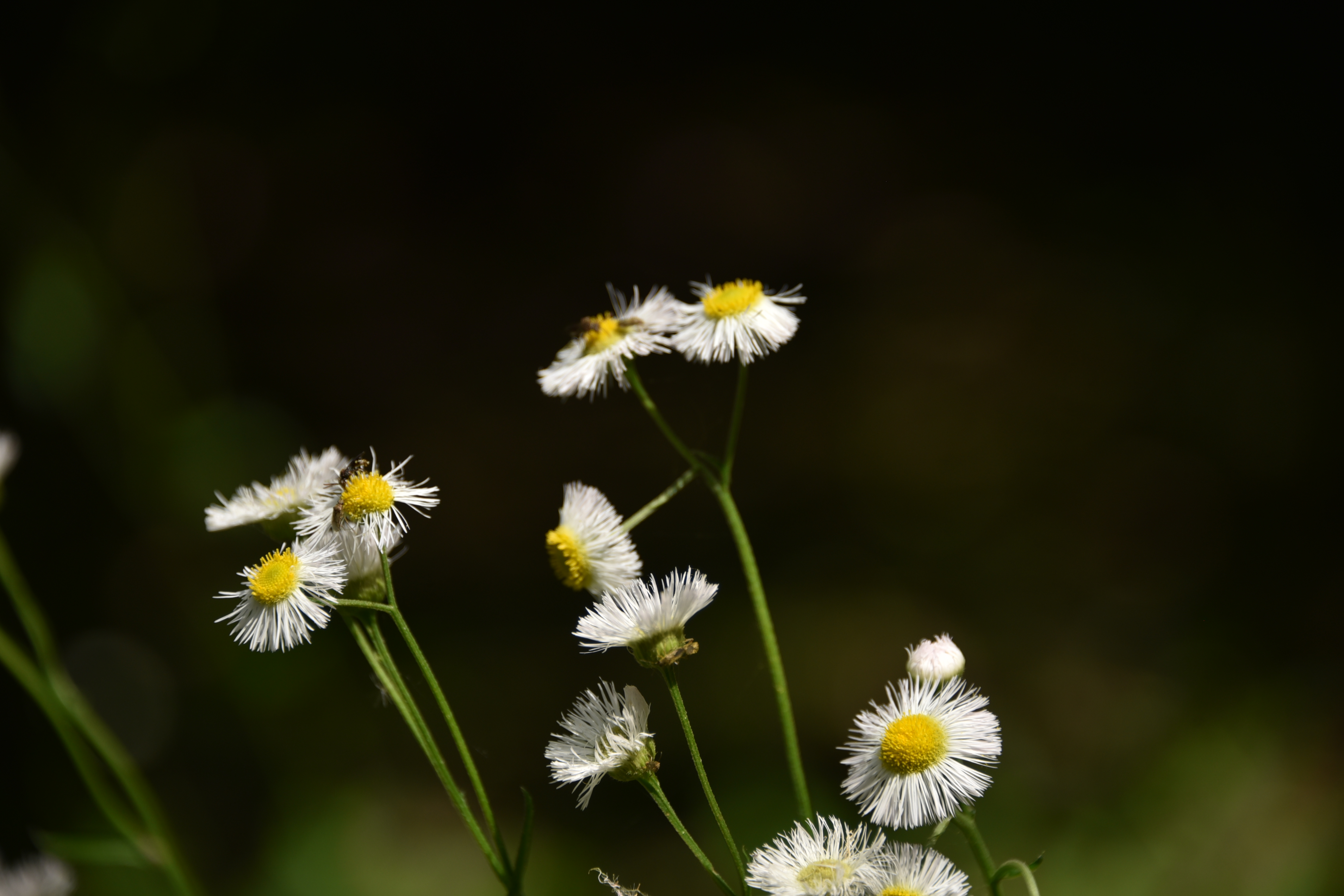 共青森林公园的春飞蓬开花了