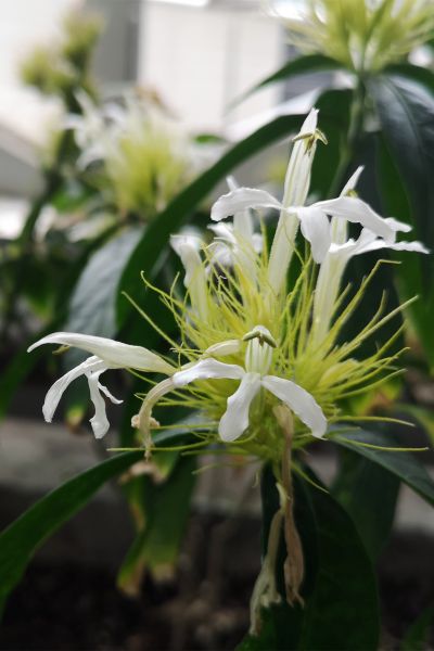 5白金羽花--爵床科金羽花属3 (2).jpg