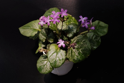 报春苣苔 Primulina tabacum--苦苣苔科报春苣苔属1.jpg