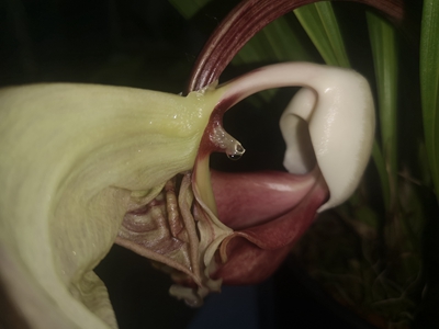红吊桶兰Coryanthes leucocorys--兰科吊桶兰属10.jpg