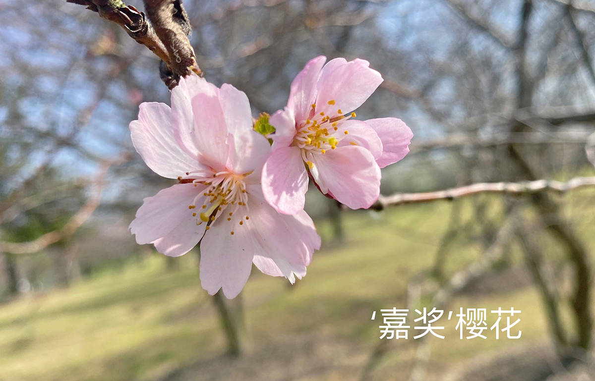 11、嘉奖 2.jpg