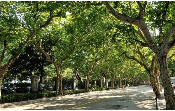 漫步魔都林荫道 丝丝清凉沁心田_要闻动态_上海市绿化和市容管理局