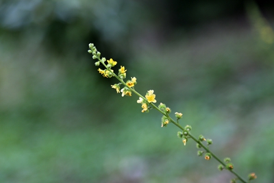 2、龙芽草.jpg