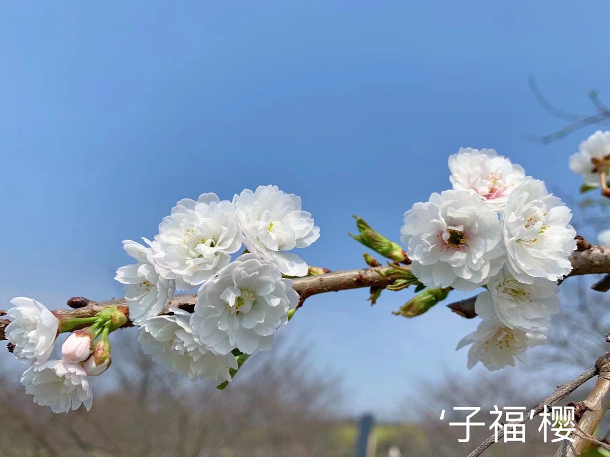 12、子福.jpg
