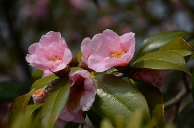 美人茶 (1).jpg 美人茶 (1).jpg