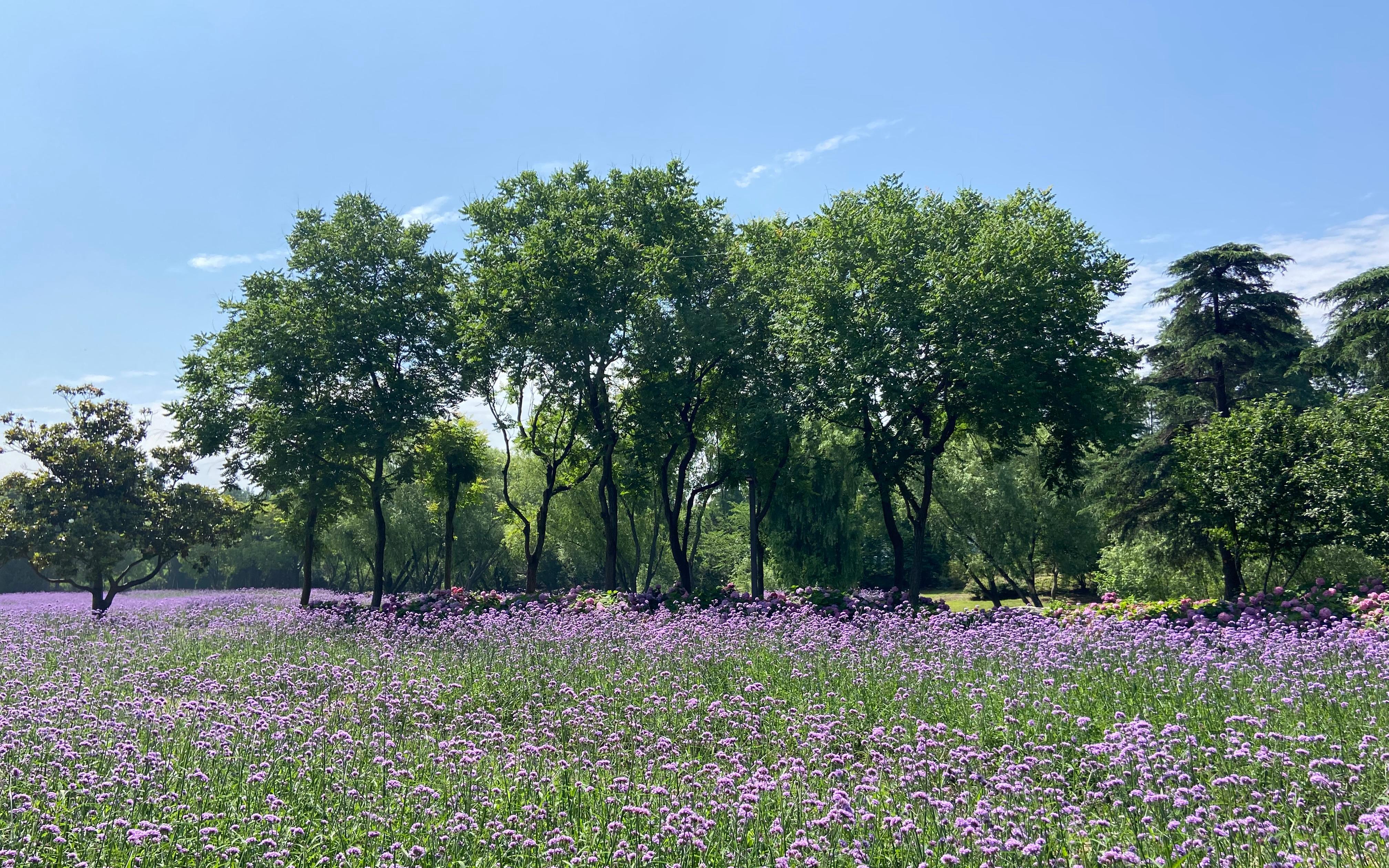 上海滨江森林公园柳叶马鞭草花海盛放紫色夏日_要闻动态_上海市绿化和