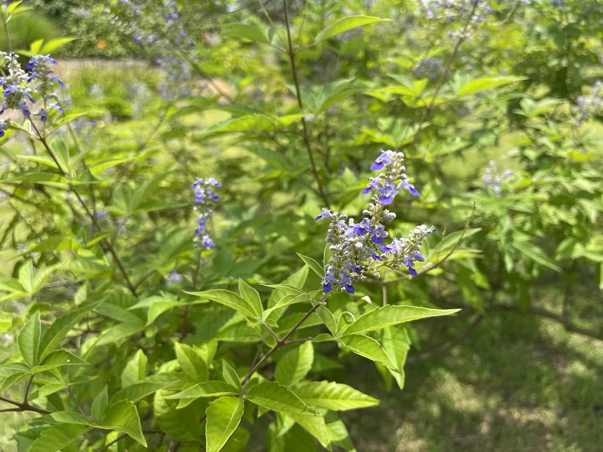 辰山植物园黄荆开花招蜂引蝶来