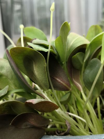 2诺氏酢浆草nortieri (1).jpg 2诺氏酢浆草nortieri (1).jpg