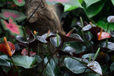 黑色情人 (1).jpg