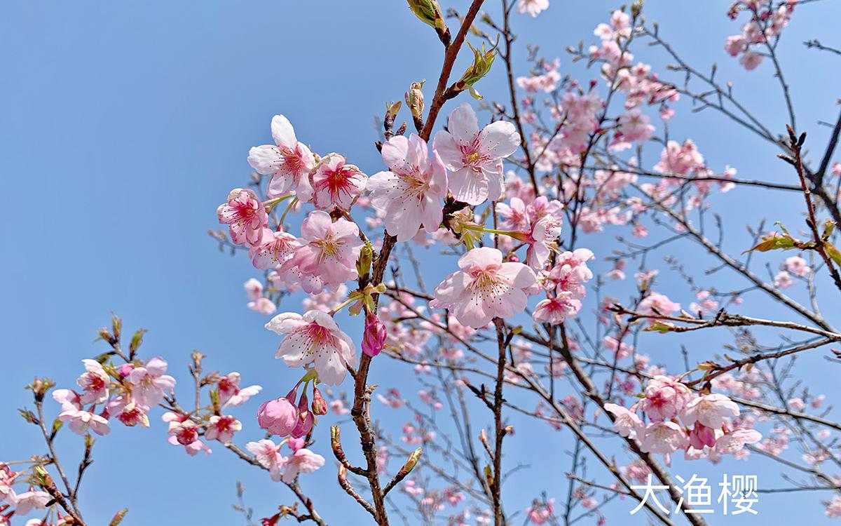辰山植物园河津樱火力全开引领春日赏樱盛宴