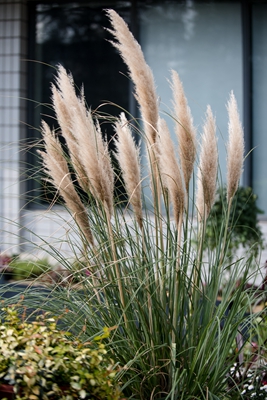 DSC_3937.jpg