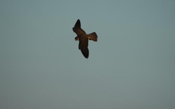 上海市林业总站赴大金山岛开展陆生野生动物资源调查工作1.jpg 上海市林业总站赴大金山岛开展陆生野生动物资源调查工作1.jpg