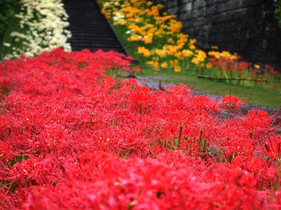 西方寺石蒜2.jpg 西方寺石蒜2.jpg