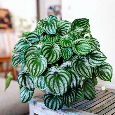 13  (2).jpg