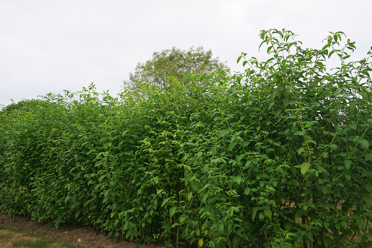 辰山植物园新型保健蔬菜——长蒴黄麻缀满小黄花_上海花讯_上海市绿化