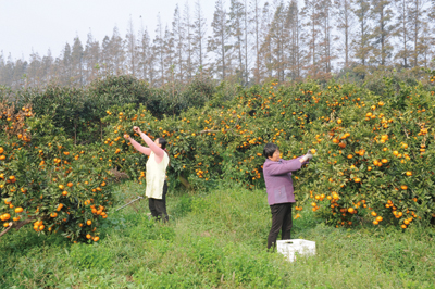 在崇明，柑橘在所有经济果林种植中占有绝对优势  洪汇摄.jpg