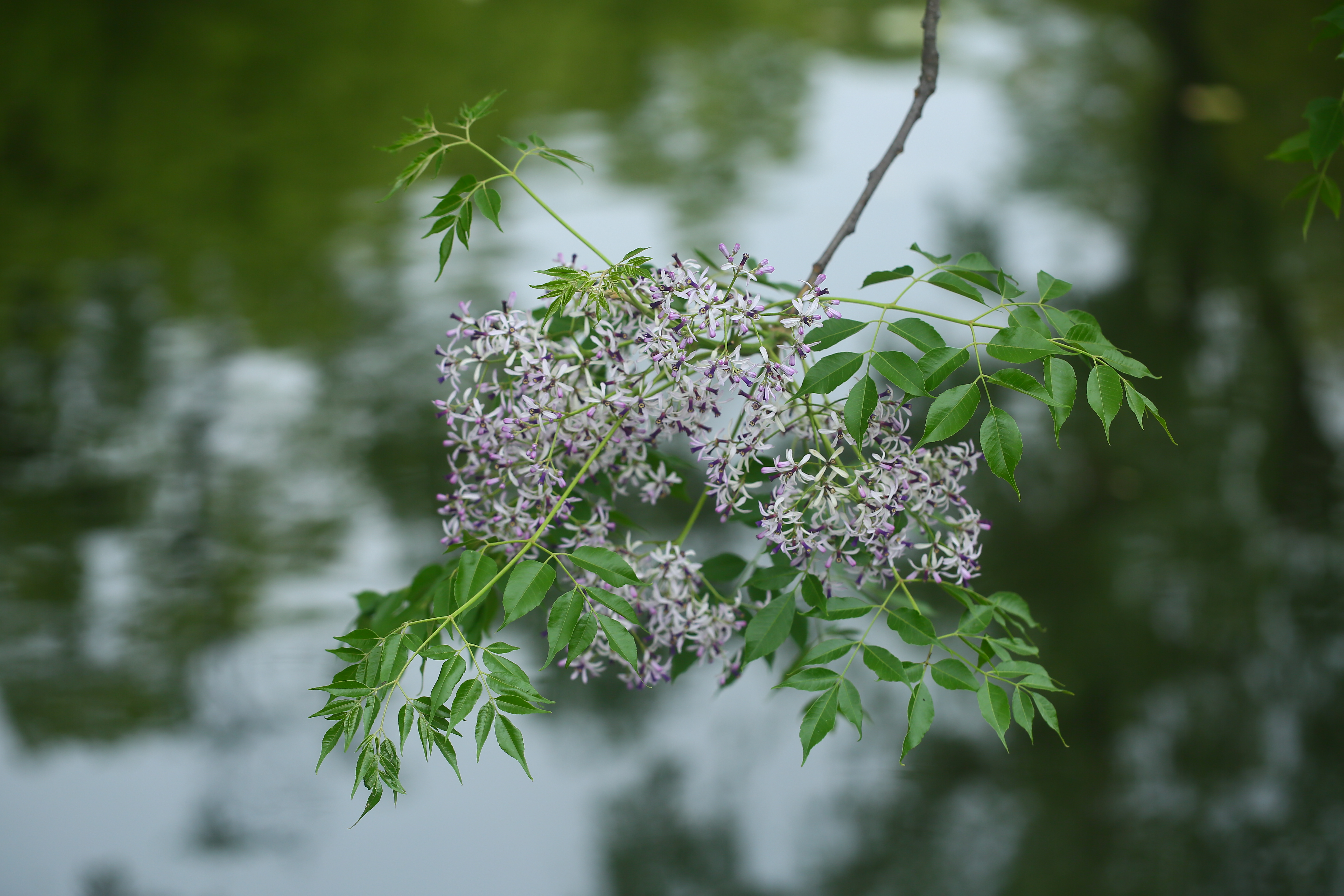 古猗园苦楝花开梦幻似云霞_上海花讯_上海市绿化和市容管理局