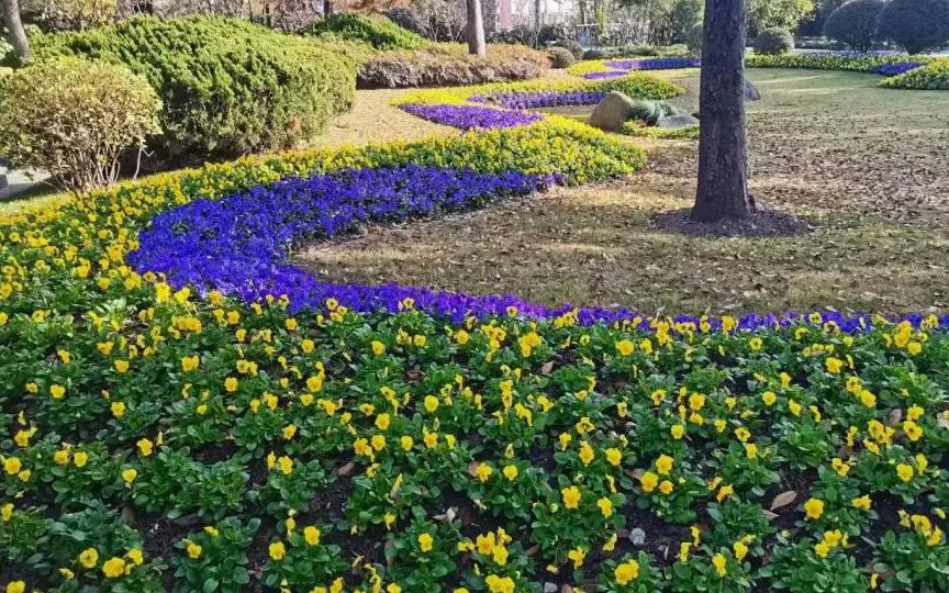 金山区绿化市容局积极组织养护单位对辖区内公园及公共绿地的花卉进行