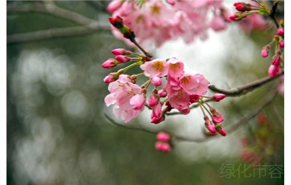 神代曙樱.jpg 神代曙樱.jpg