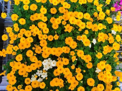 黄花蝴蝶叶酢浆草.jpg