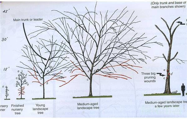 防台防汛科学先行 辰山植物园举行《从台风烟花看树木修剪》讲座