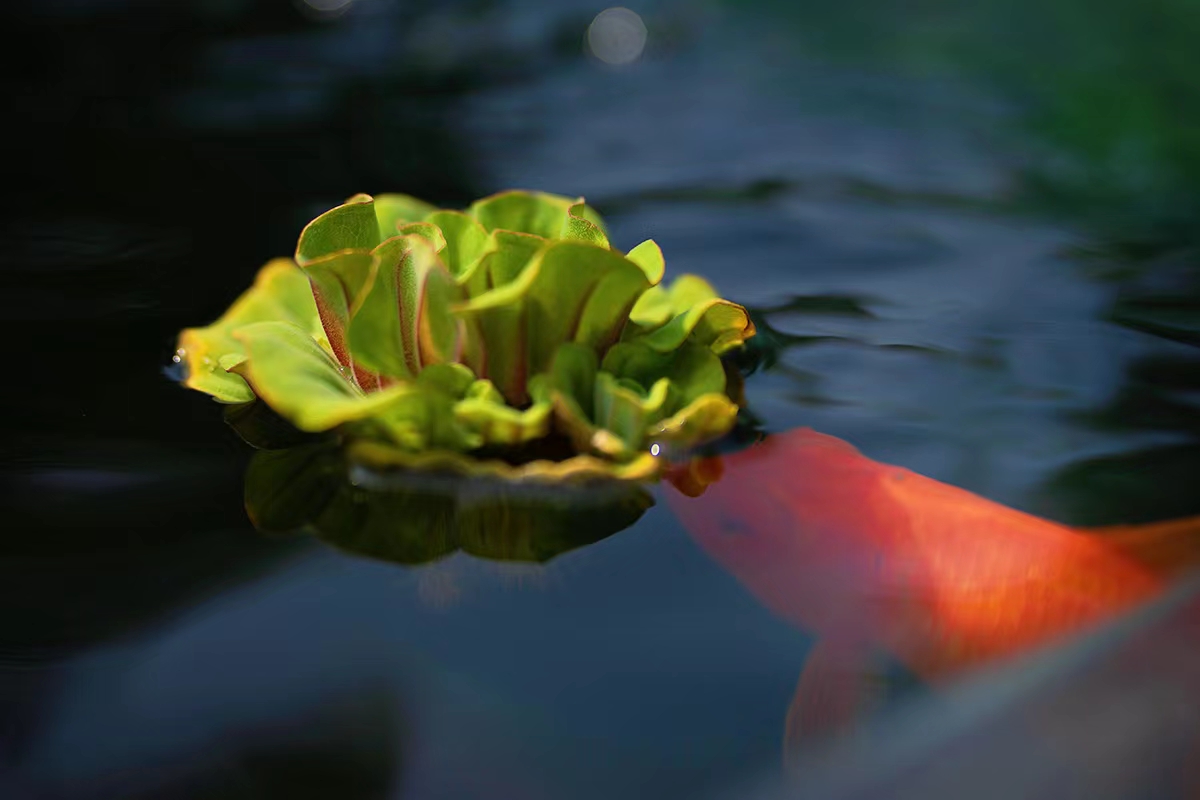 大薸，俗称水白菜.jpg