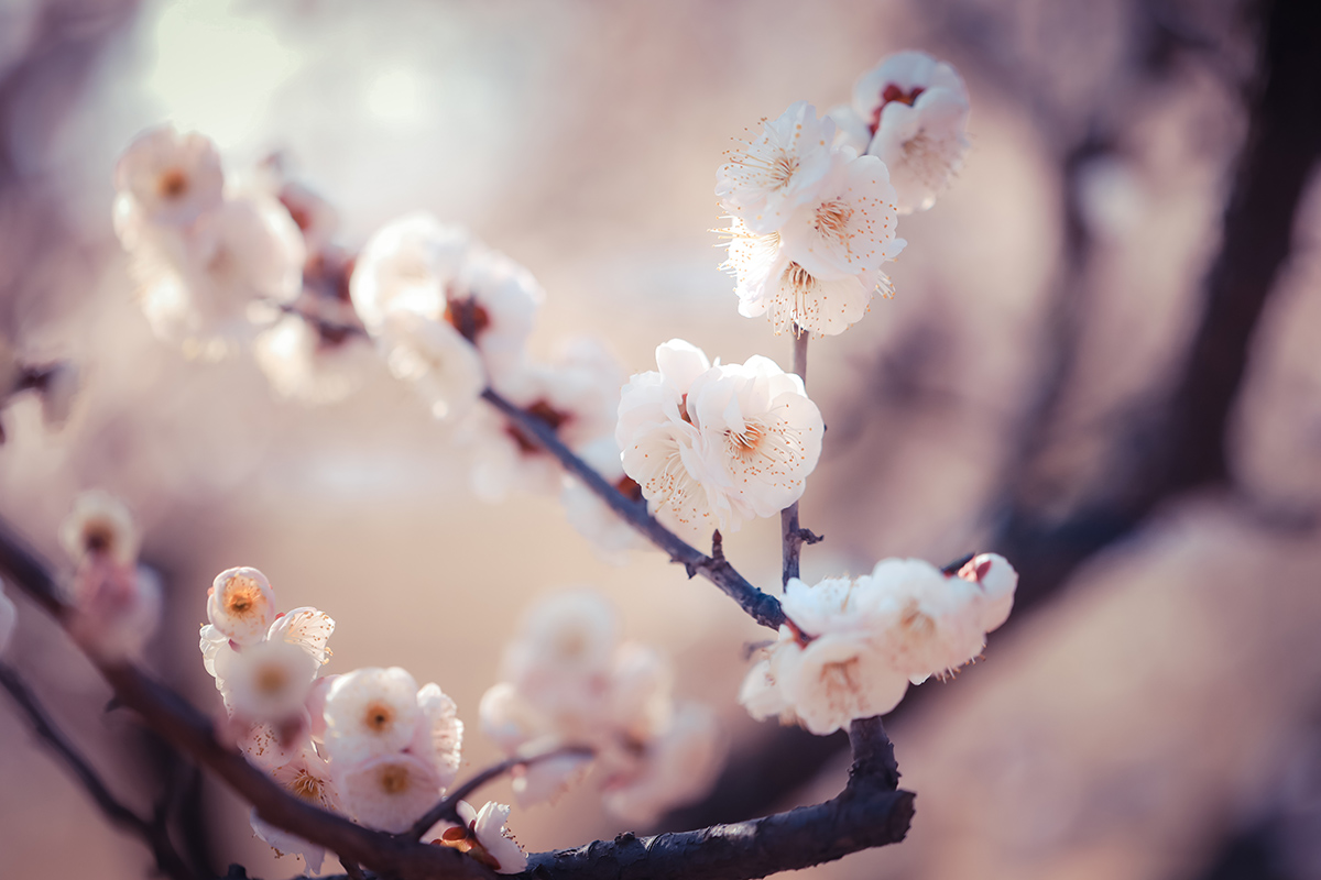 獨步早春辰山植物園梅花歡顏盛放