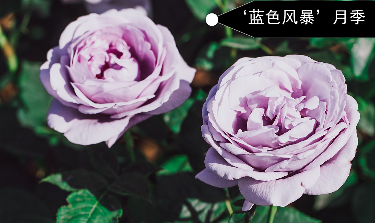 蓝色风暴.jpg