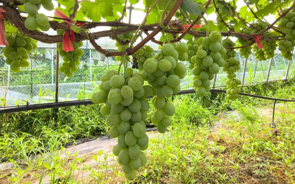 上海市林业总站组织开展‘申玉’葡萄品种现场查定 依法推进林木品种审定4.jpg 上海市林业总站组织开展‘申玉’葡萄品种现场查定 依法推进林木品种审定4.jpg