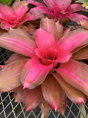 3彩叶凤梨'埃文'neoregelia'evan(3.jpg