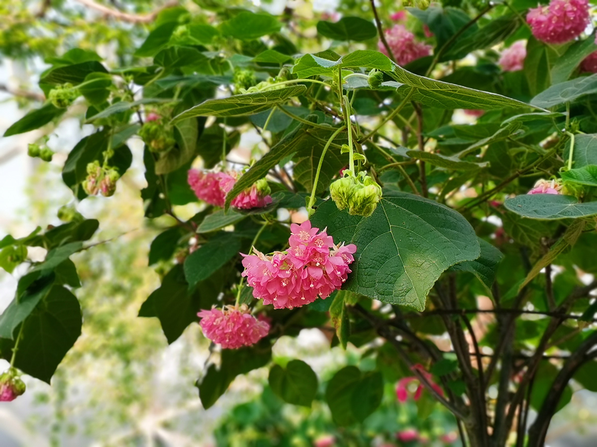 辰山植物园非洲芙蓉盛放喜迎新年