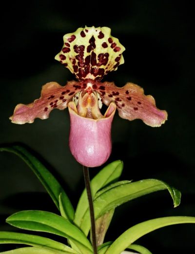6亨利兜兰Paphiopedilum_henryanum_Orchi_0004 (1).jpg